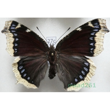 Nymphalis antiopa (Linnaeus, 1758) Czech27c